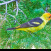 © Leslie J. Morris PhotoID # 16028050: WesternTanager_65K4999