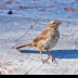 © Leslie J. Morris PhotoID # 16028055: LincolnSparrow8069