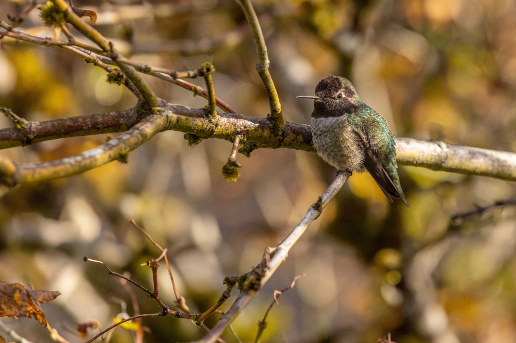 Happy Hummer