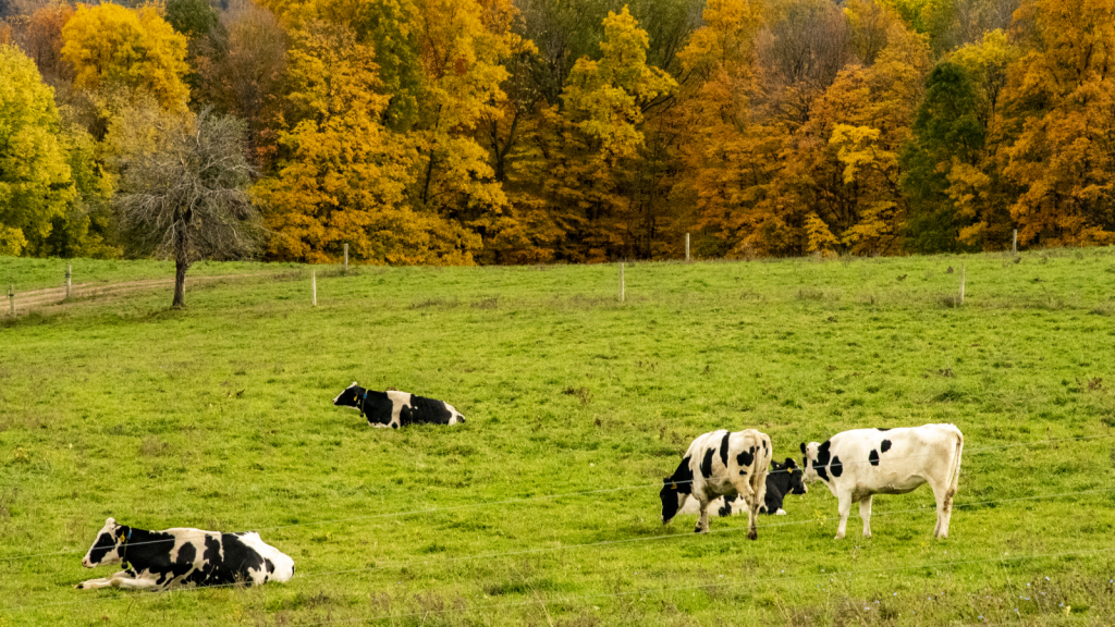 Autumn At The Pasture