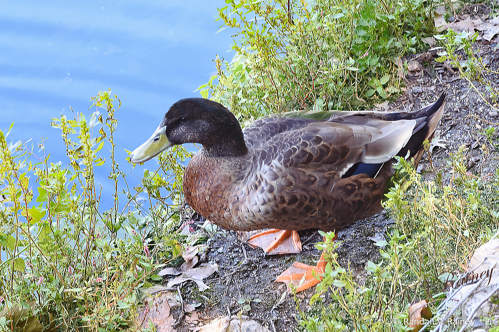 Mallard on the Lakeside...