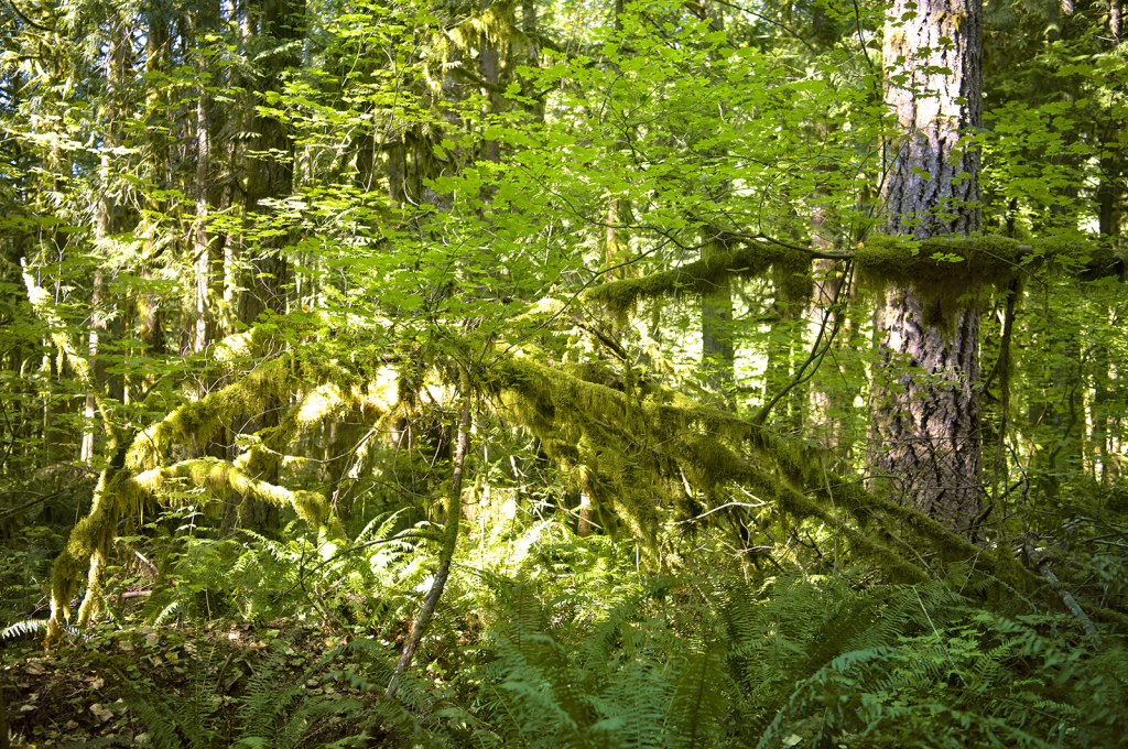 Green Arches - ID: 16028126 © Kelley J. Heffelfinger