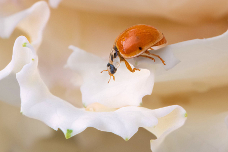 Ladybug on our Cabbage Plant