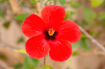 Wild red flower