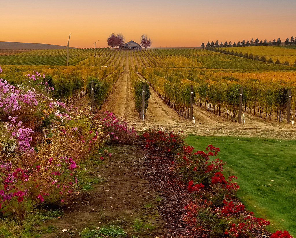 Vineyard Sunset - ID: 16028251 © Steve Pinzon