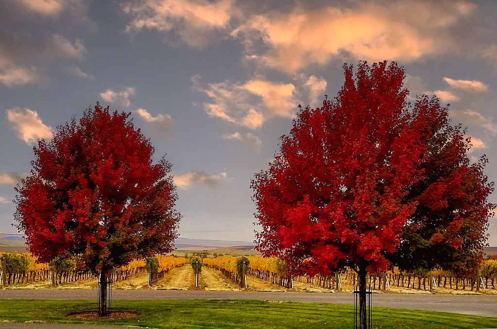 Red Trees - ID: 16028252 © Steve Pinzon