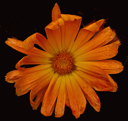 Calendula