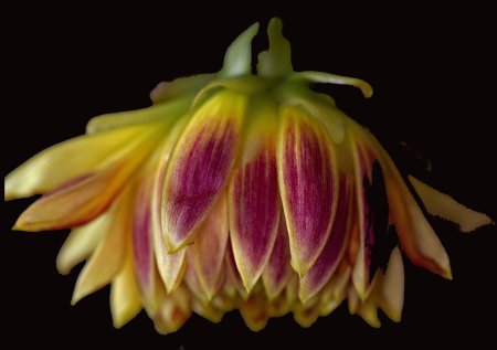 Dahlia