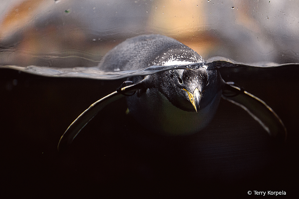 Chattanooga Aquarium - ID: 16028553 © Terry Korpela