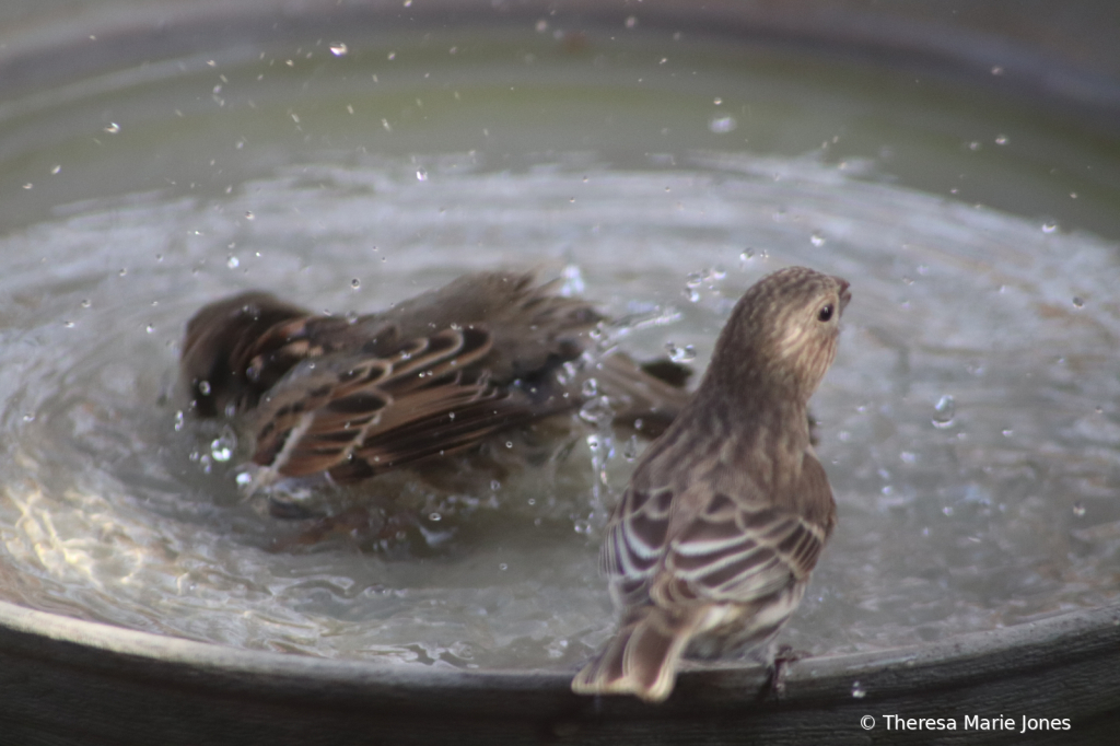 Splashing Sparrow - ID: 16028816 © Theresa Marie Jones
