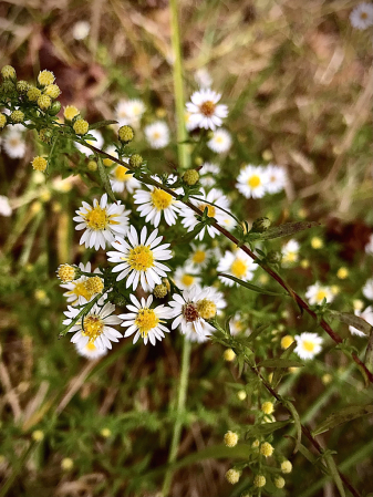 Frost aster