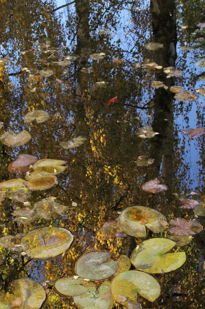The autumn pond with birches reflections
