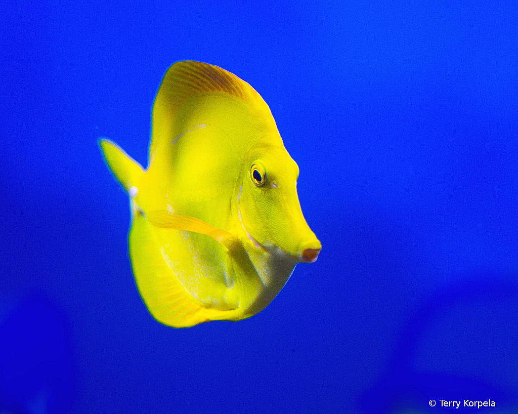 Yellow Tang - ID: 16028888 © Terry Korpela