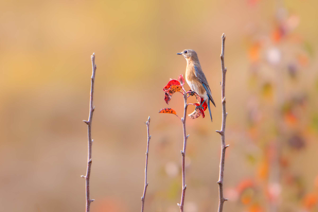 Bluebird in the Field - ID: 16029020 © Kitty R. Kono