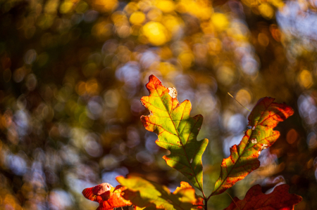 Oak Light