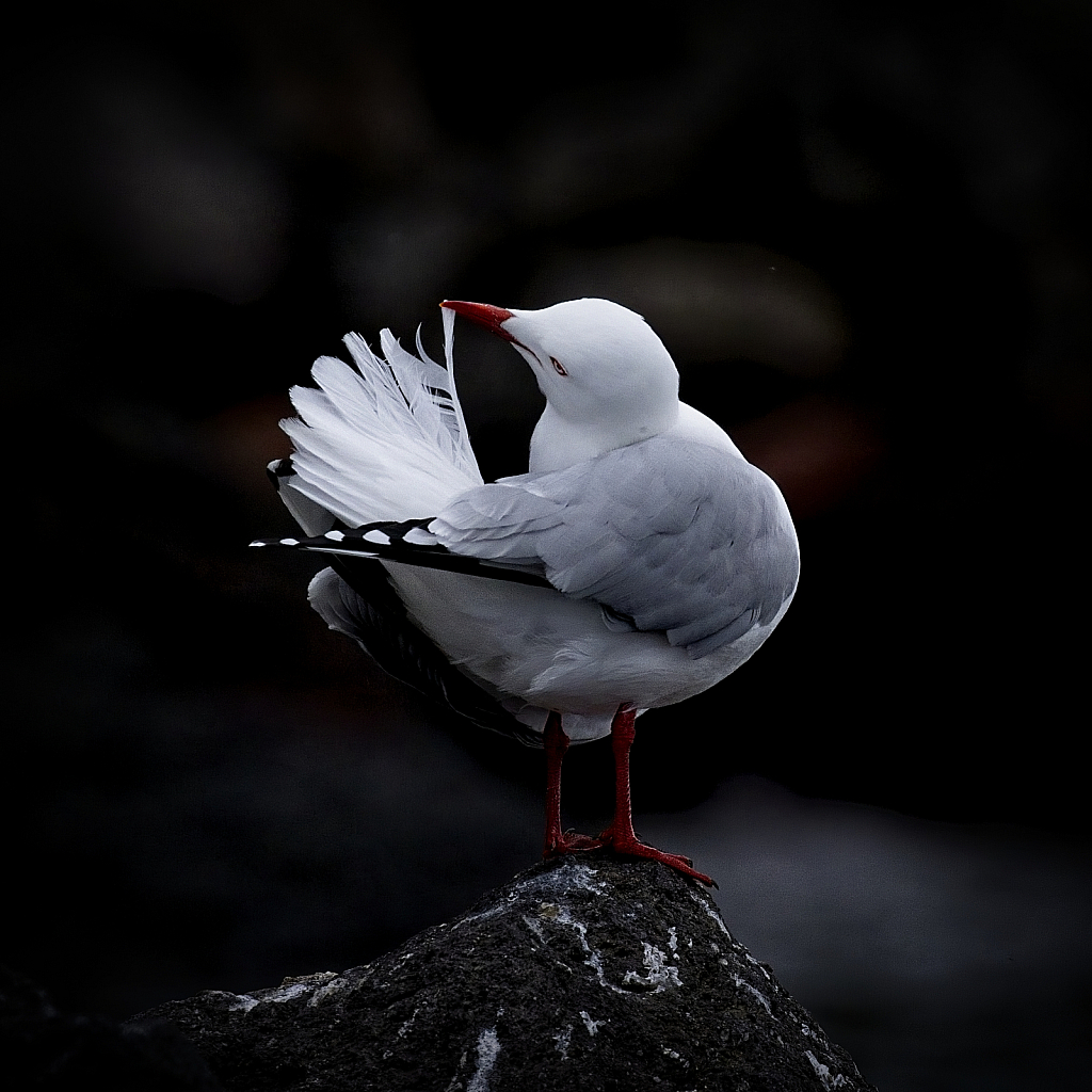 Preening