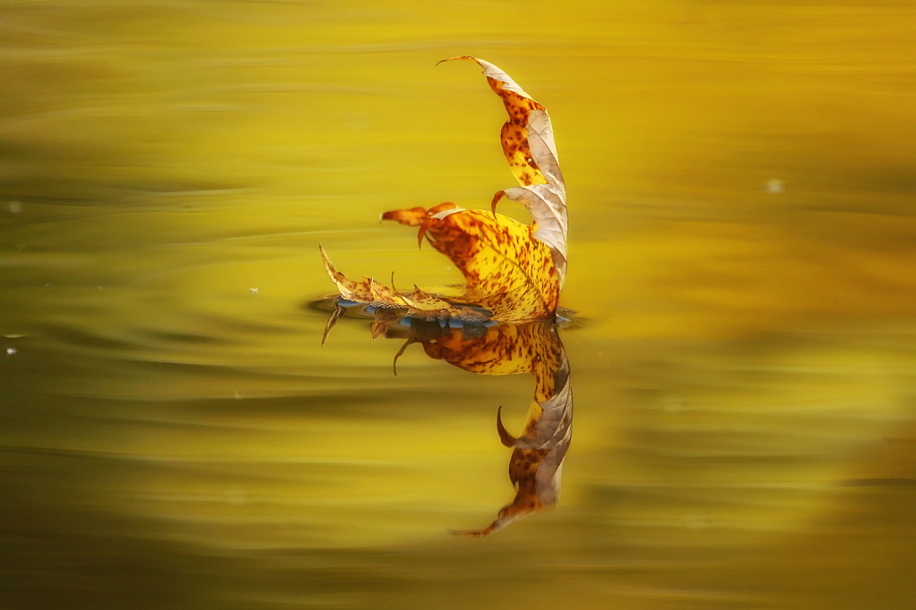 Floating Thru Autumn