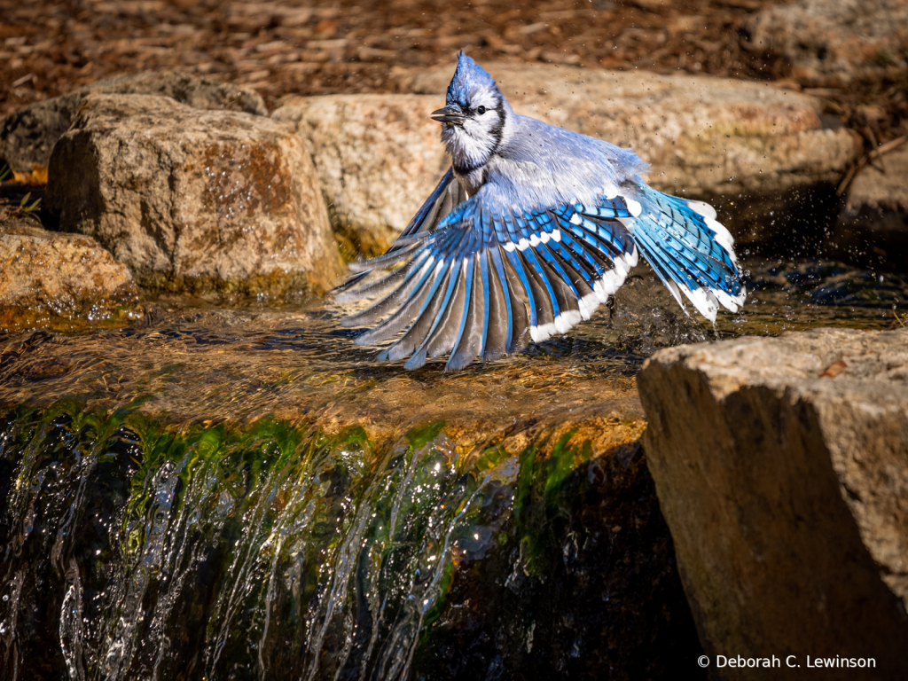 Blue Jay over Falls