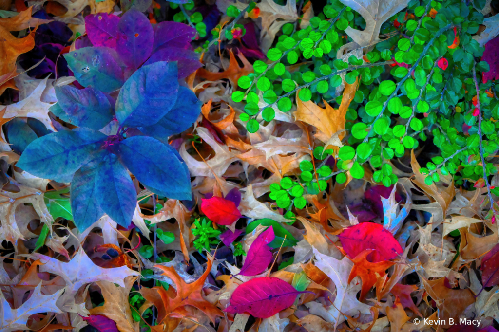 Fall leaves in bushes in front of my house