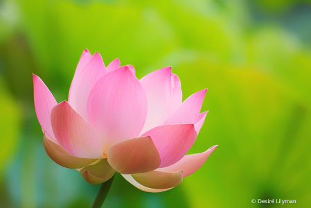 The Pink Lotus