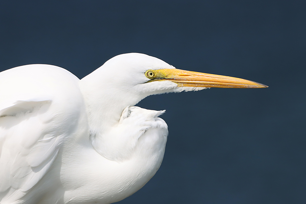 Great White Egret - ID: 16029408 © Lori A. Nevers