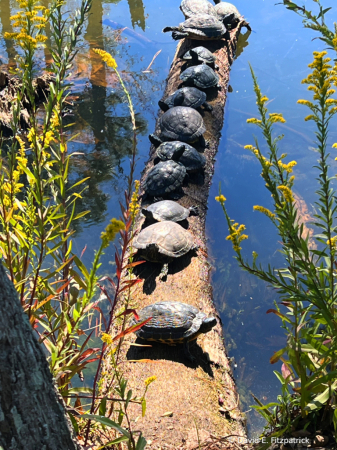Turtle Log