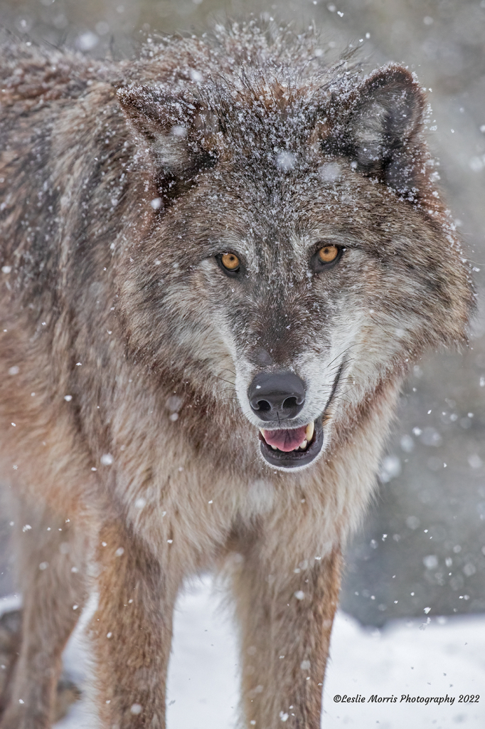 Gray Wolf - ID: 16029366 © Leslie J. Morris