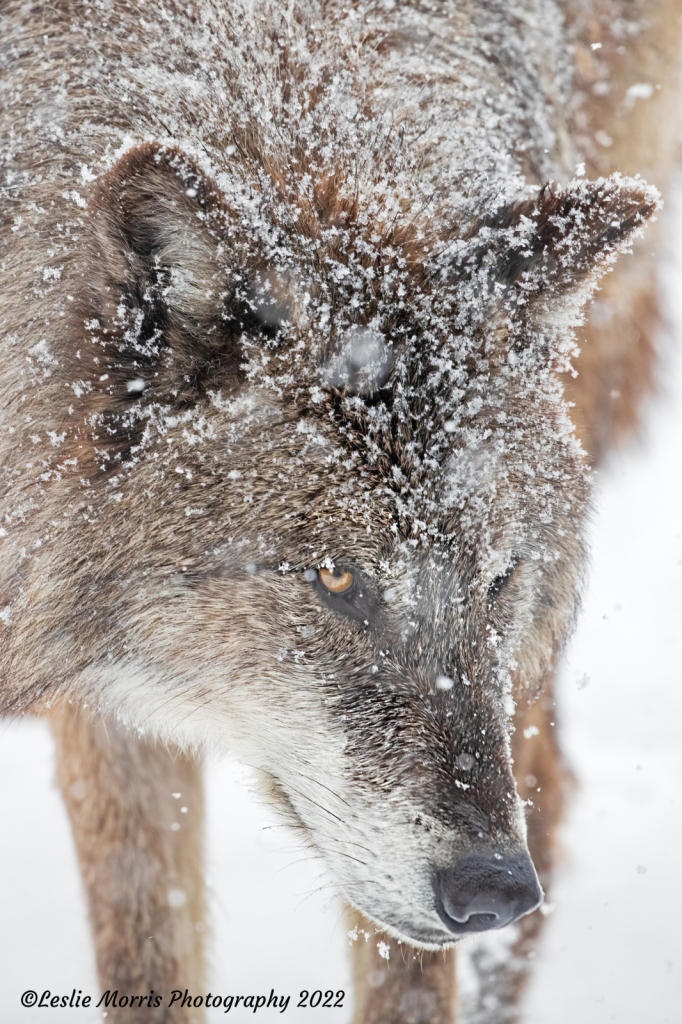 Gray Wolf - ID: 16029367 © Leslie J. Morris