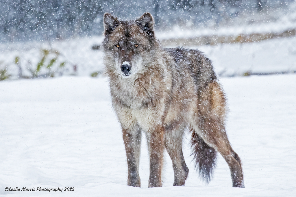 Gray Wolf - ID: 16029368 © Leslie J. Morris