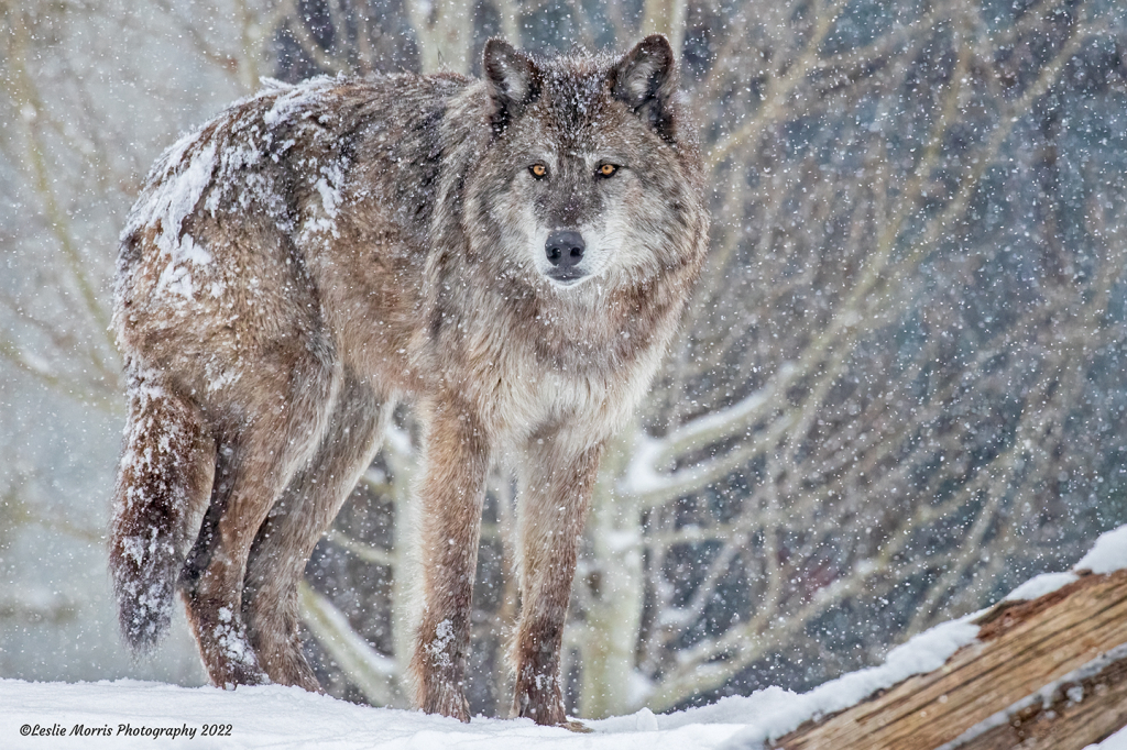 Gray Wolf - ID: 16029369 © Leslie J. Morris