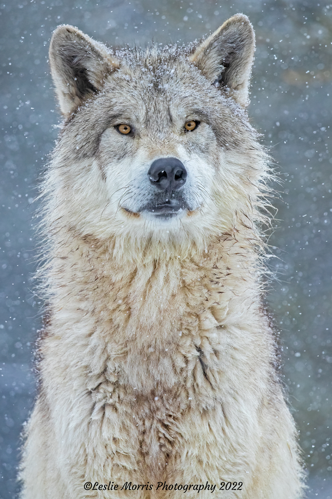 Icy Stare - Gray Wolf - ID: 16029370 © Leslie J. Morris