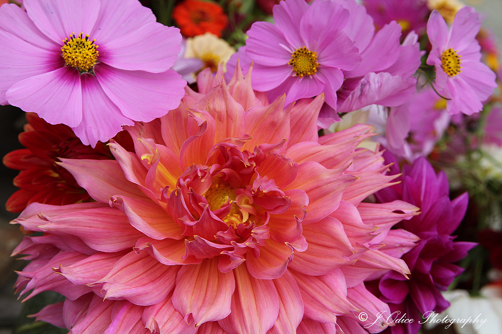 Roadside Flowers