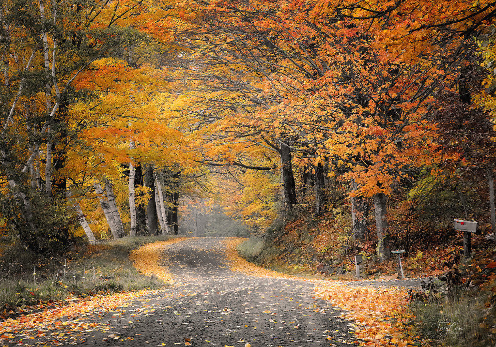 Golden Autumn