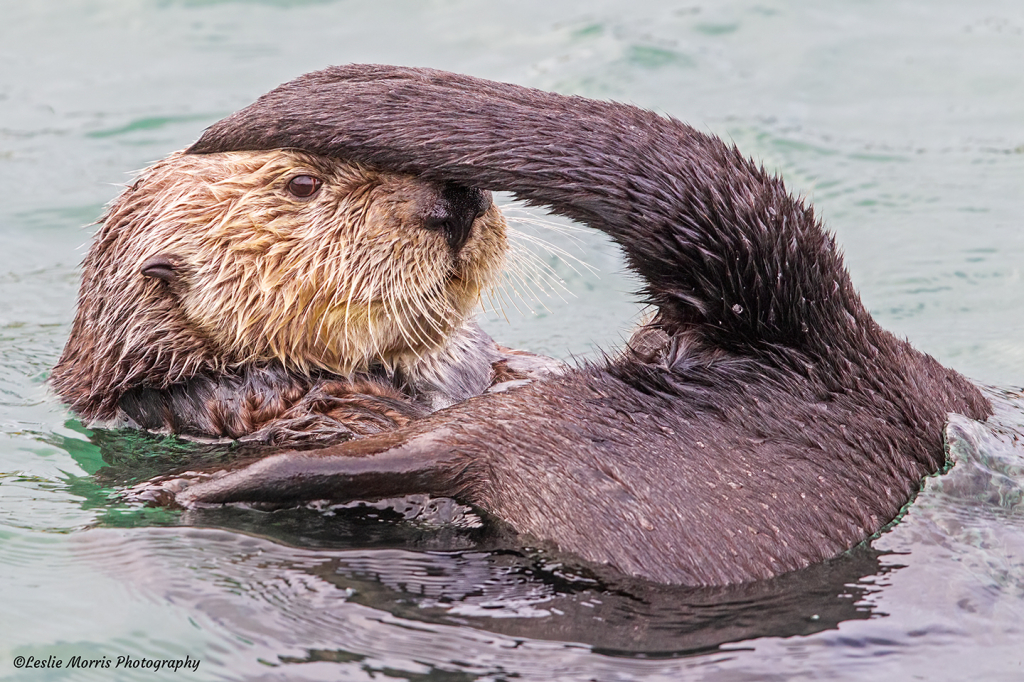 Sea Otter Fun - ID: 16029501 © Leslie J. Morris