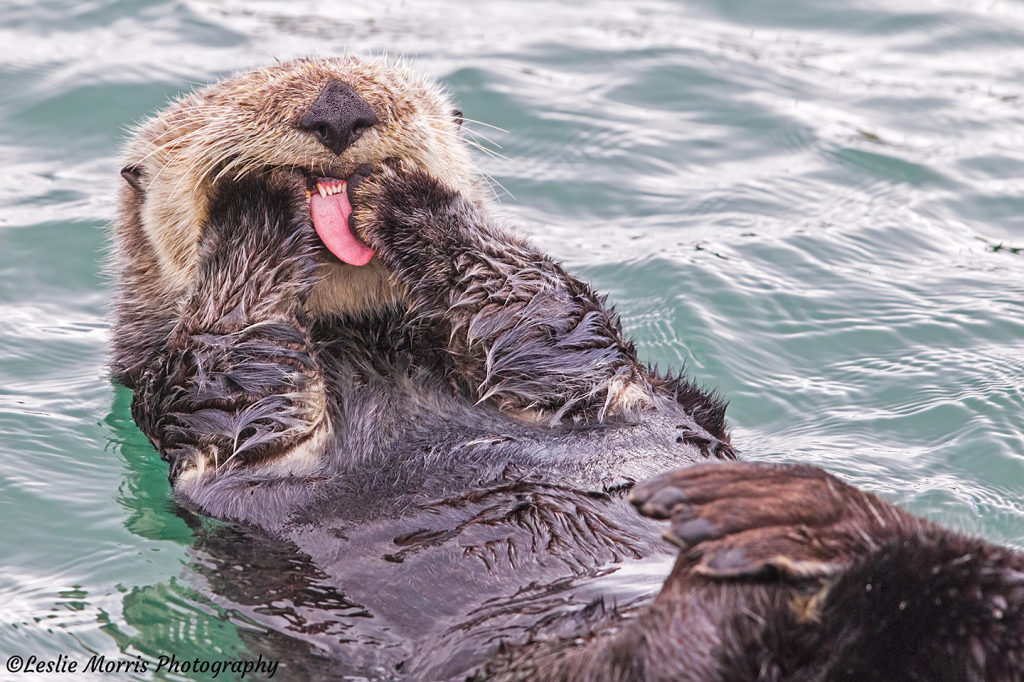 Silly Otter!