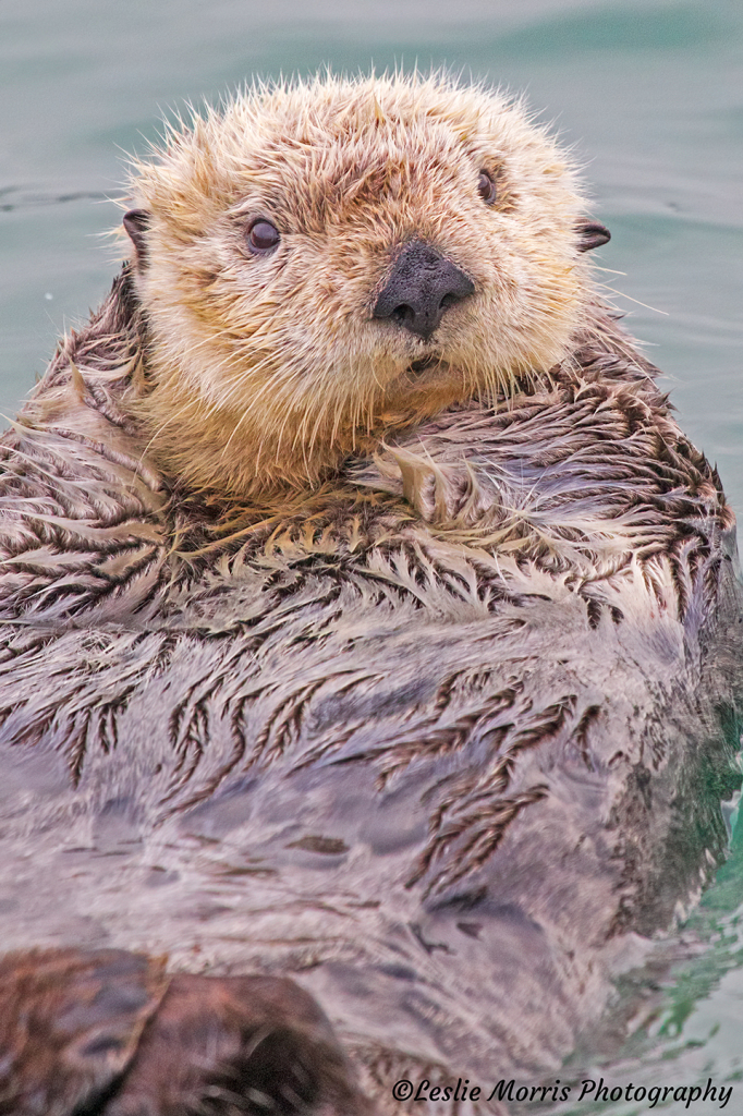 Fuzzy Otter - ID: 16029503 © Leslie J. Morris