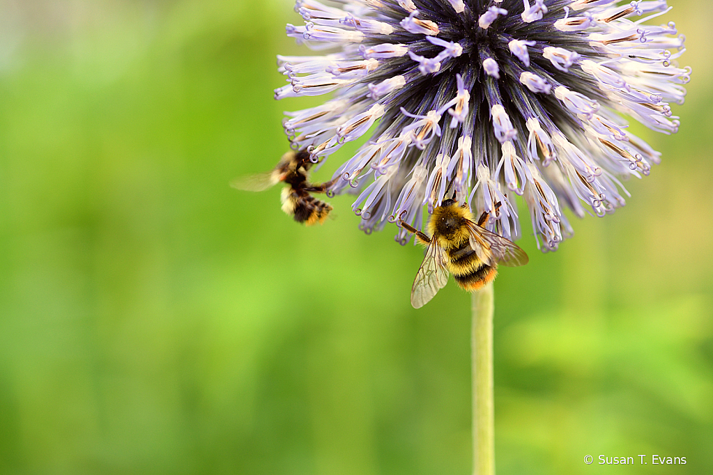 Hungry Bees