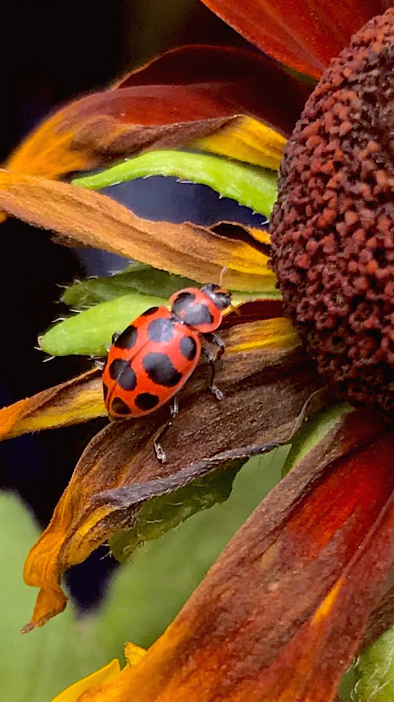 Ladybug on withered sunflower 