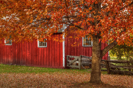 Red Barn and Tree