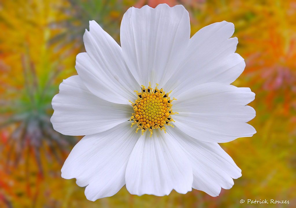 White On Orange