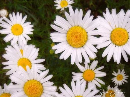 Daisies everywhere