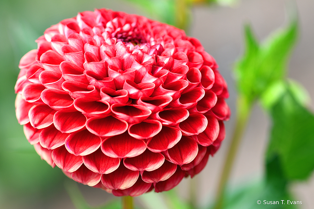 Vermillion Red