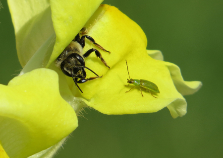 Sharing a Flower