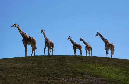 Five Giraffes On A Hill