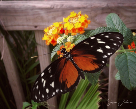 Butterfly House Visitor