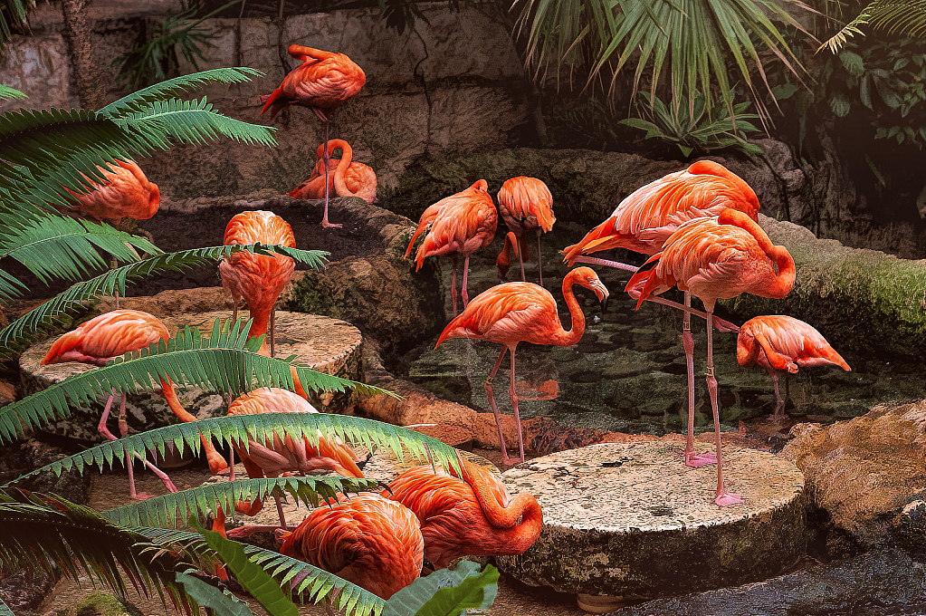 Flamingo Party