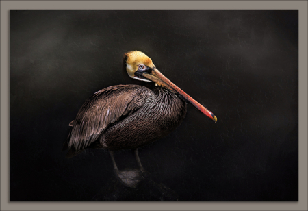 Pelican Portrait