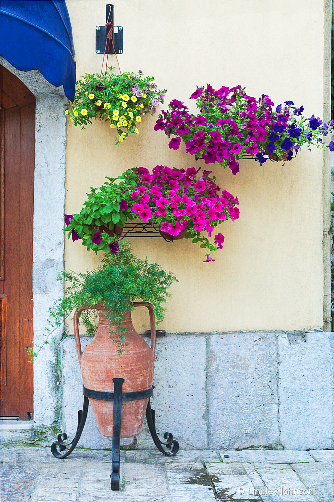 Sidewalk Flowers in Kotor, Montenegro