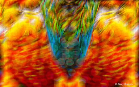 Catalina Macaw Abstract