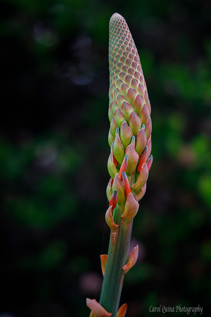 Patterns in Nature